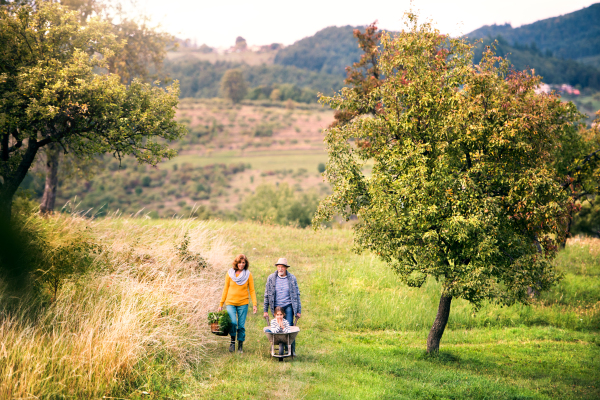 Happy healthy senior couple with their granddaughter harvesting vegetables on allotment. Man pushing small girl in wheelbarrow, woman carrying vegetables in a basket.