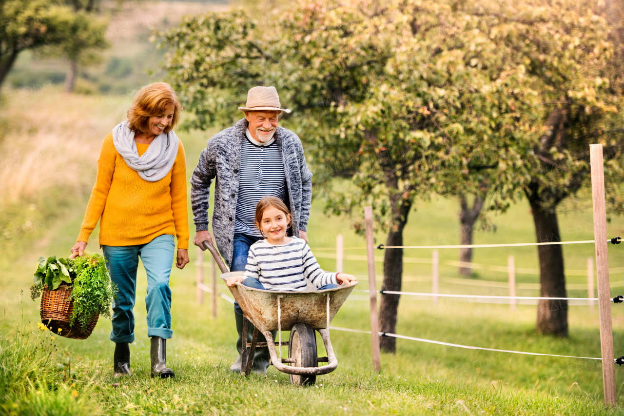 Happy healthy senior couple with their grandaughter harvesting vegetables on allotment. Man pushing small girl in wheelbarrow, woman carrying vegetables in a basket.