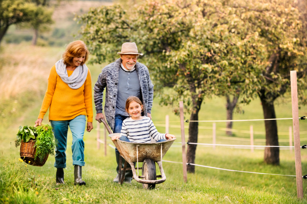 Happy healthy senior couple with their grandaughter harvesting vegetables on allotment. Man pushing small girl in wheelbarrow, woman carrying vegetables in a basket.