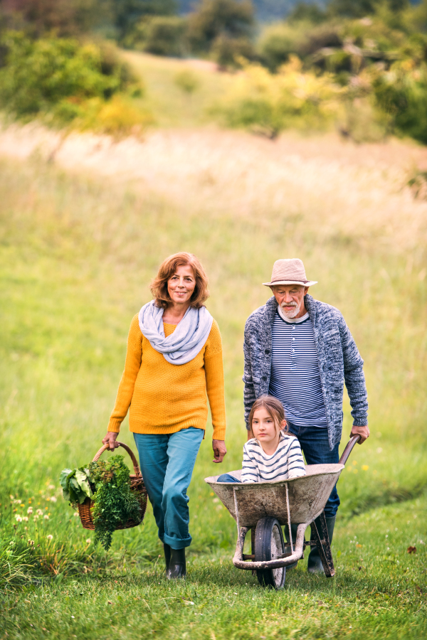 Happy healthy senior couple with their granddaughter harvesting vegetables on allotment. Man pushing small girl in wheelbarrow, woman carrying vegetables in a basket.