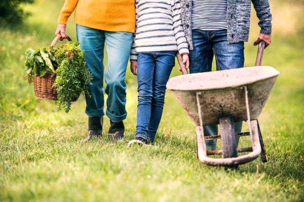 Unrecognizable senior couple with their granddaughter harvesting vegetables on allotment. Man pushing a wheelbarrow, woman carrying vegetables in a basket.