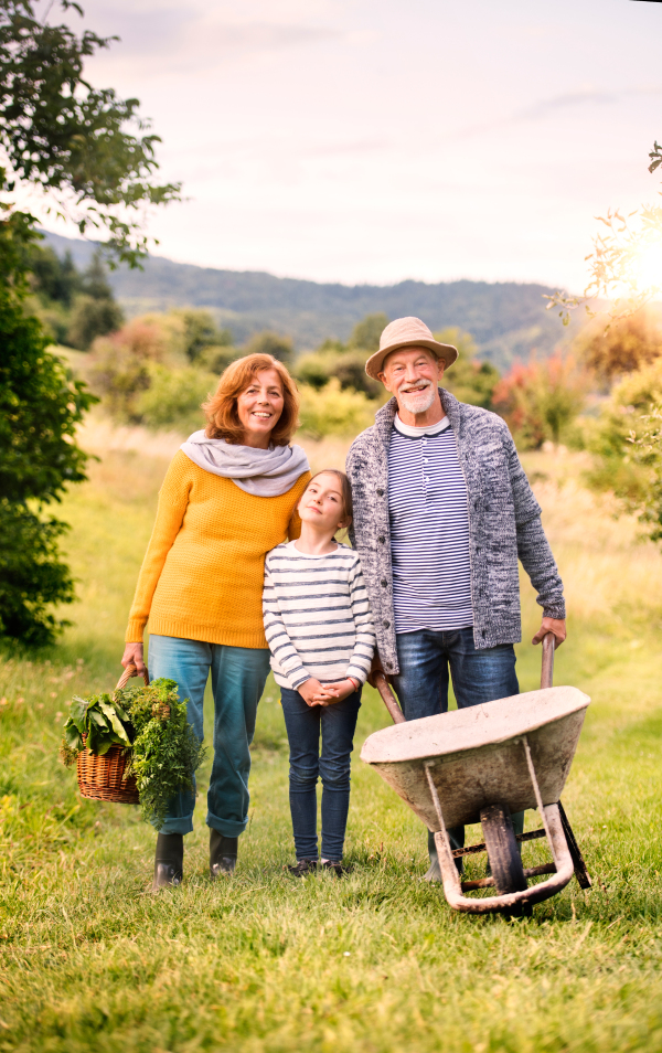 Happy healthy senior couple with their grandaughter harvesting vegetables on allotment. Man pushing a wheelbarrow, woman carrying vegetables in a basket.