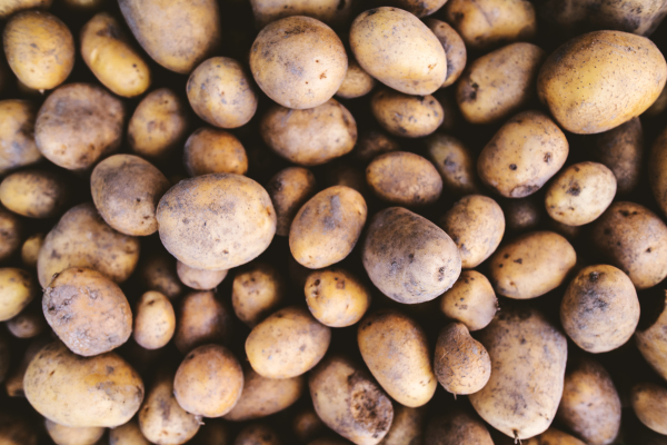 Close up of fresh potatoes. Vegetable background.