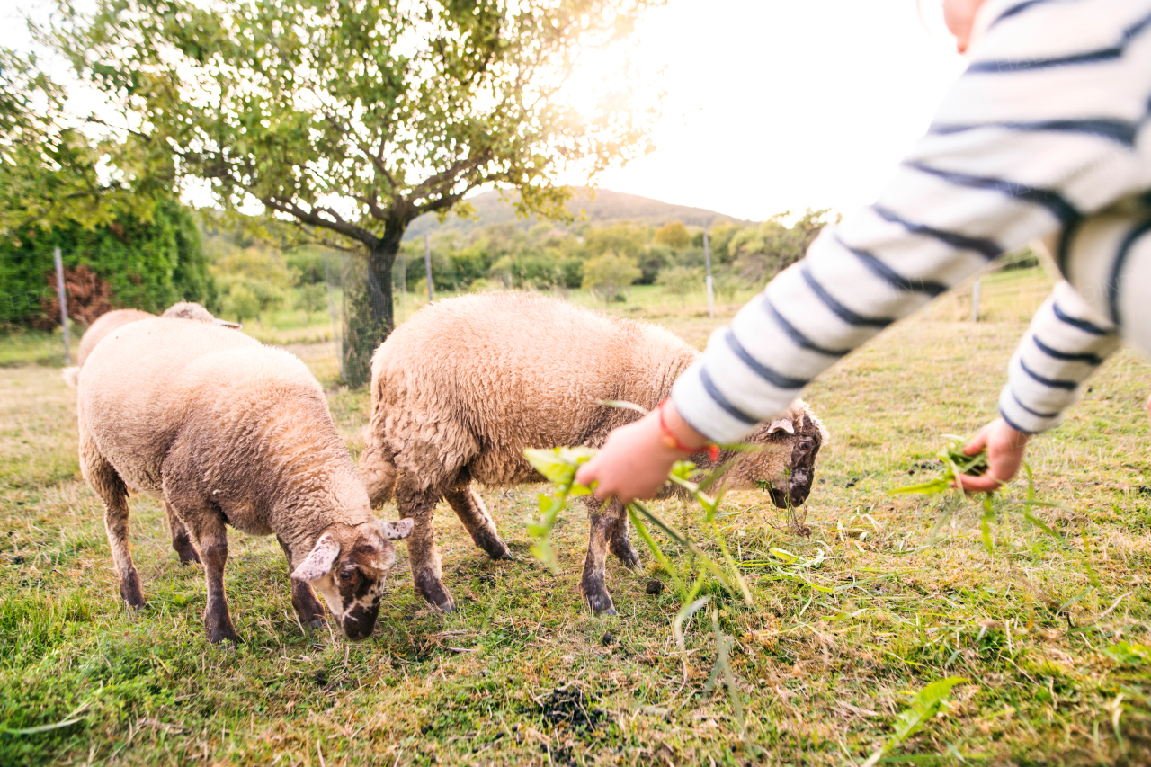 Unrecognizable small girl feeding sheep on the farm.