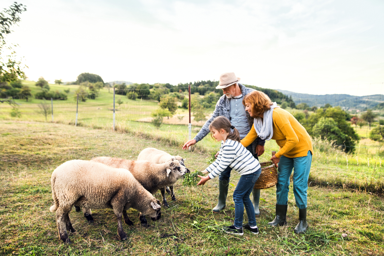 Senior couple with granddaughter feeding sheep. Man, woman and a small girl on the farm.