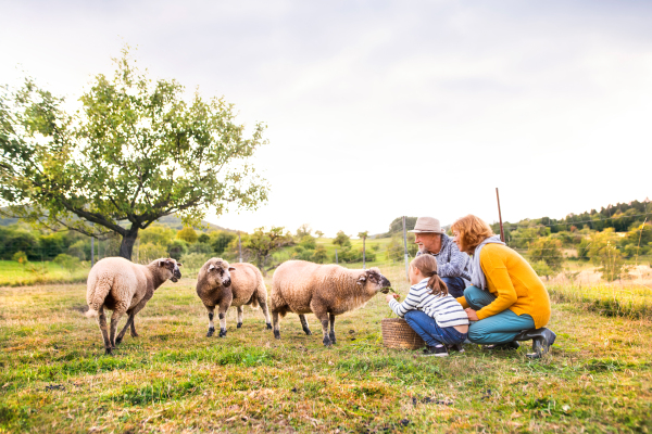 Senior couple with grandaughter feeding sheep. Man, woman and a small girl on the farm.