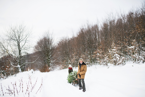 Grandfather and a small girl getting a Christmas tree in forest. Winter day.