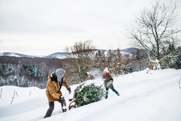 Grandfather and a small girl getting a Christmas tree in forest. Winter day.