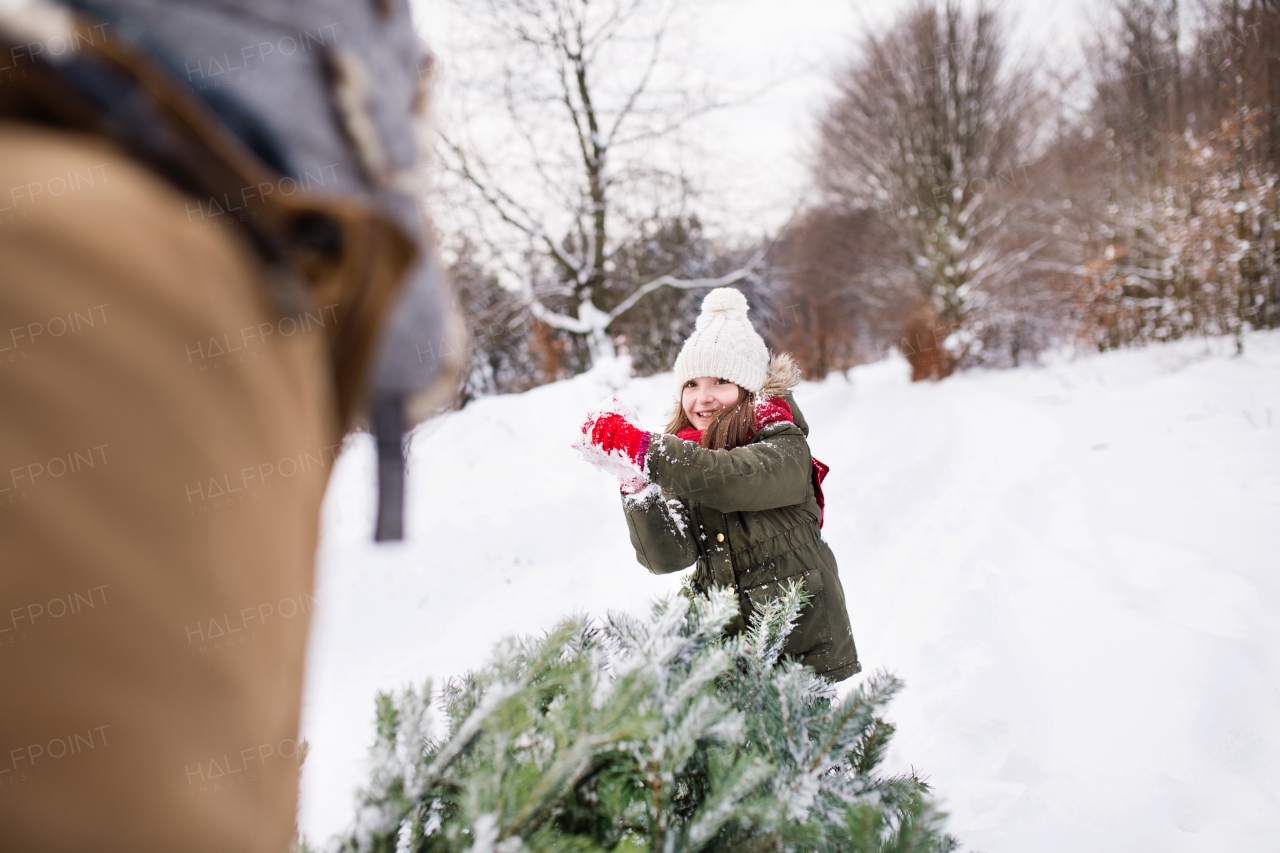 Grandfather and a small girl getting a Christmas tree in forest. Winter day.