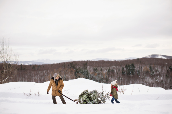 Grandfather and a small girl getting a Christmas tree in forest. Winter day.