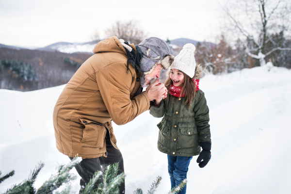 Grandfather and a small girl getting a Christmas tree in forest. Winter day.