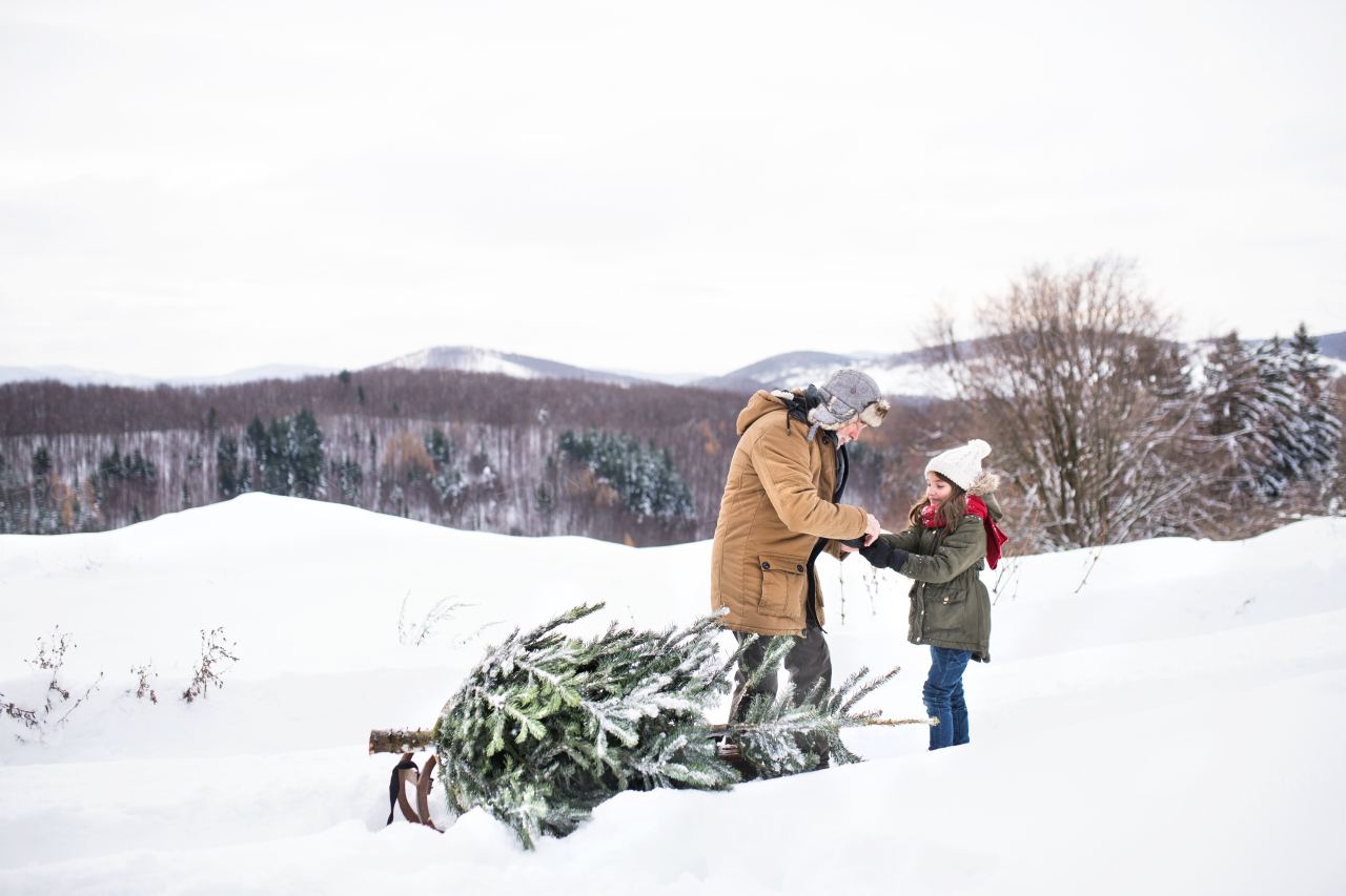 Grandfather and a small girl getting a Christmas tree in forest. Winter day.