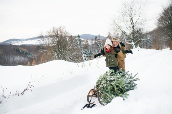 Grandfather and a small girl getting a Christmas tree in forest, having fun. Winter day.