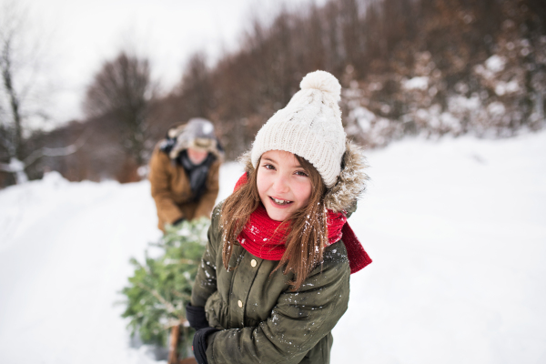 Grandfather and a small girl getting a Christmas tree in forest. Winter day.