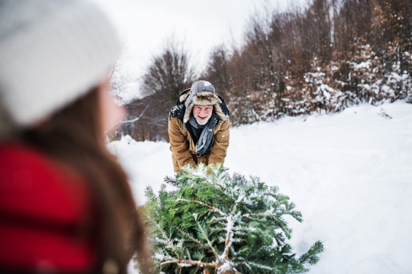 Grandfather and an unrecognizable small girl getting a Christmas tree in forest. Winter day.