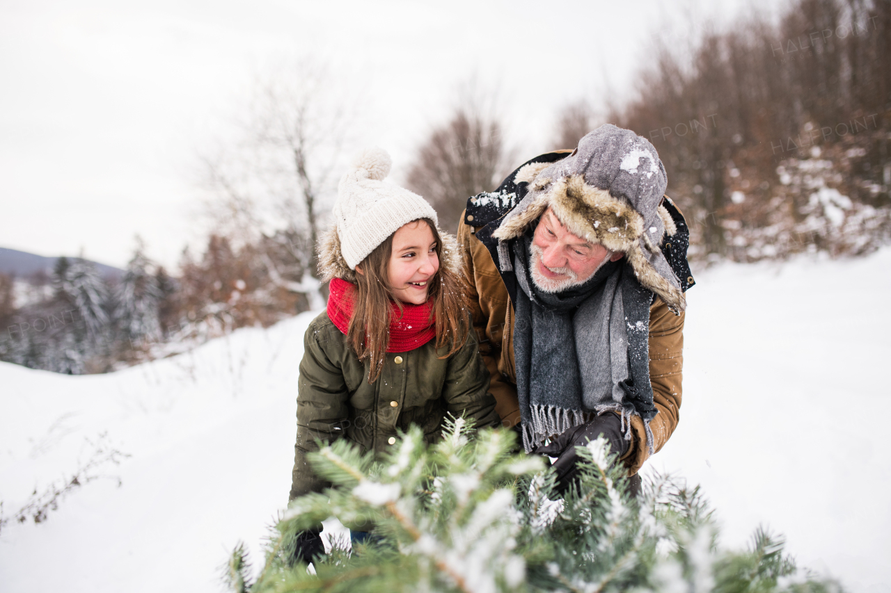 Grandfather and a small girl getting a Christmas tree in forest. Winter day.