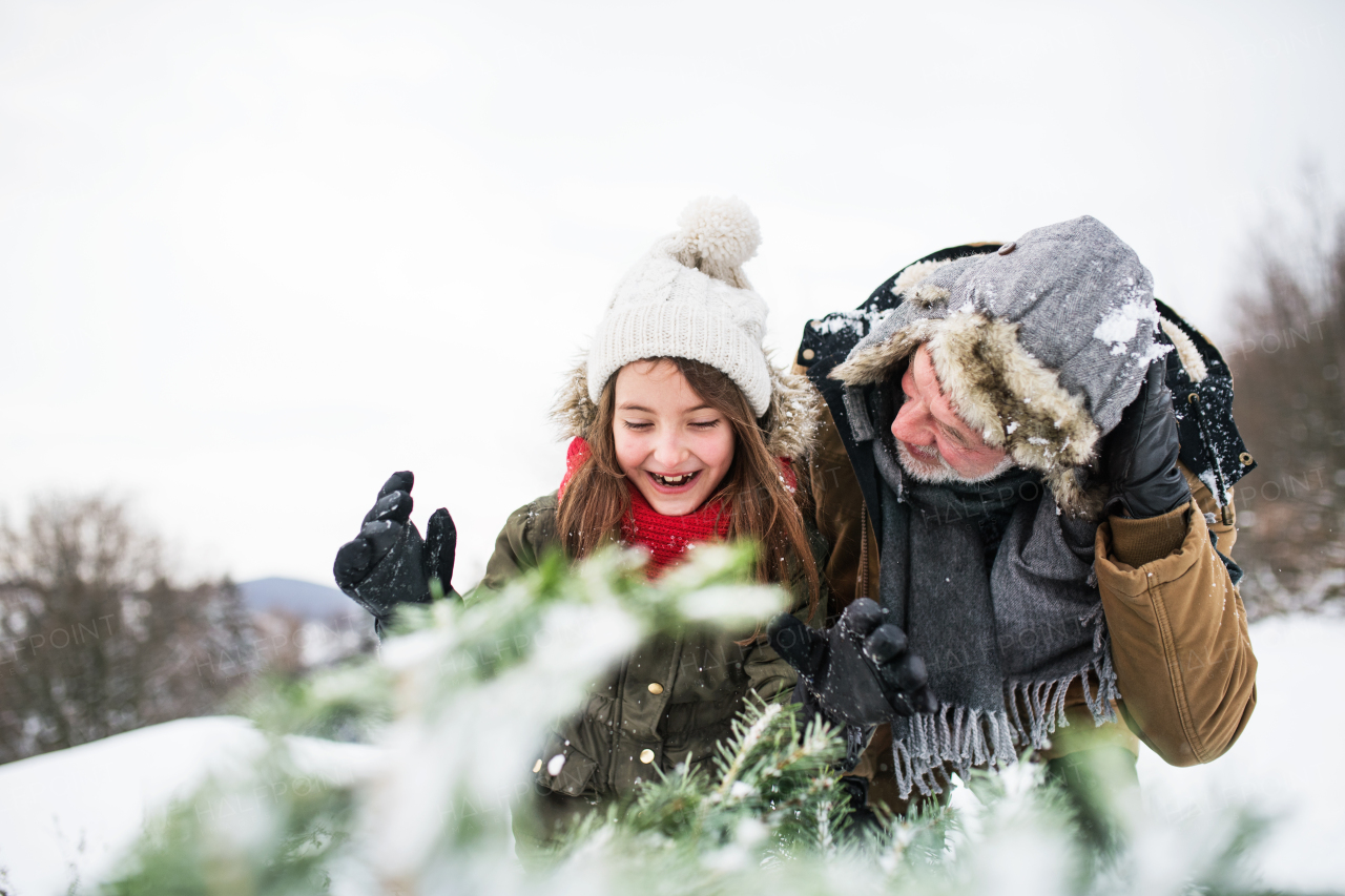 Grandfather and a small girl getting a Christmas tree in forest. Winter day.