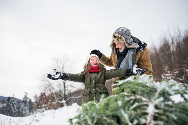 Grandfather and a small girl getting a Christmas tree in forest. Winter day.