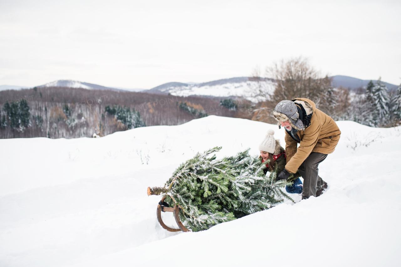 Grandfather and a small girl getting a Christmas tree in forest. Winter day.