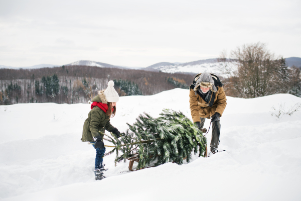 Grandfather and a small girl getting a Christmas tree in forest. Winter day.