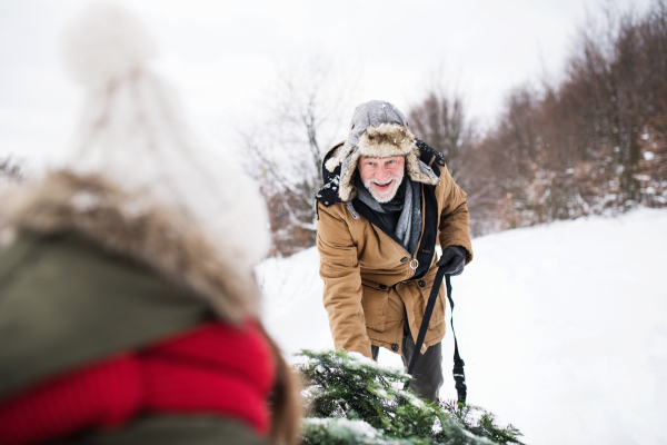 Grandfather and a small girl getting a Christmas tree in forest. Winter day.