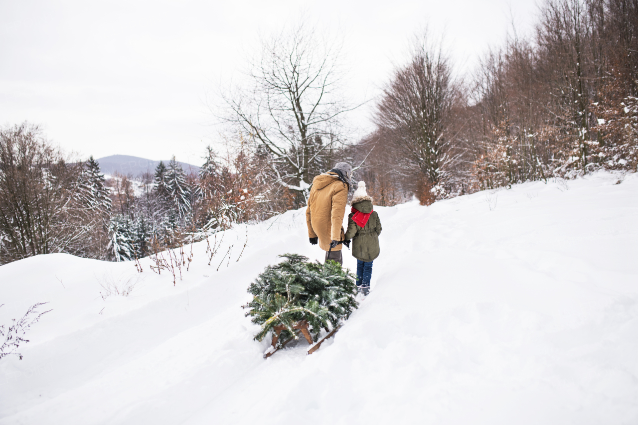 Grandfather and a small girl getting a Christmas tree in forest. Winter day. Rear view.