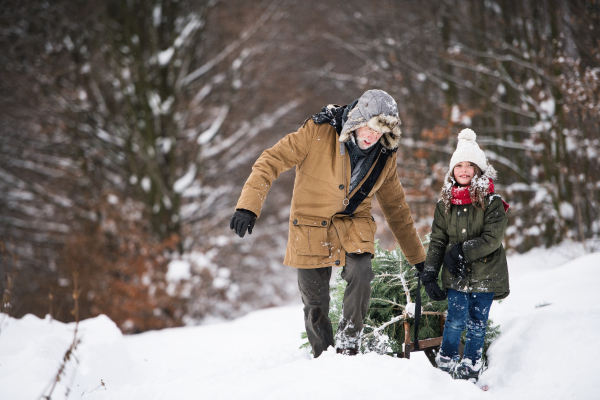 Grandfather and a small girl getting a Christmas tree in forest. Winter day.