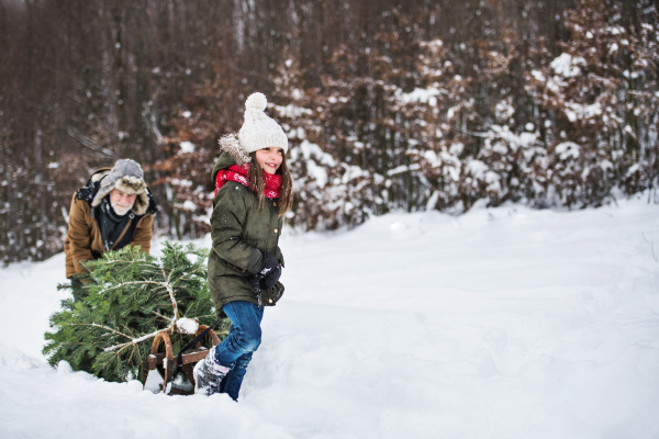 Grandfather and a small girl getting a Christmas tree in forest. Winter day. Copy space.