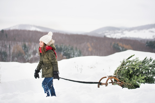 A small girl getting a Christmas tree in forest. A girl pulling a tree on a sledge. Winter day.