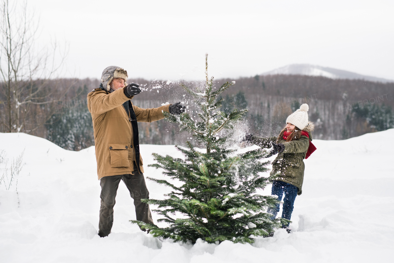 Grandfather and a small girl getting a Christmas tree in forest, having fun. Winter day.