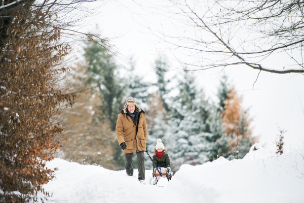 Senior grandfather and a small girl sledging. A grandfather pulling a small girl on a sleigh on a winter day.