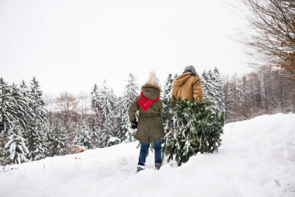 Grandfather and a small girl getting a Christmas tree in forest. Winter day. Rear view.