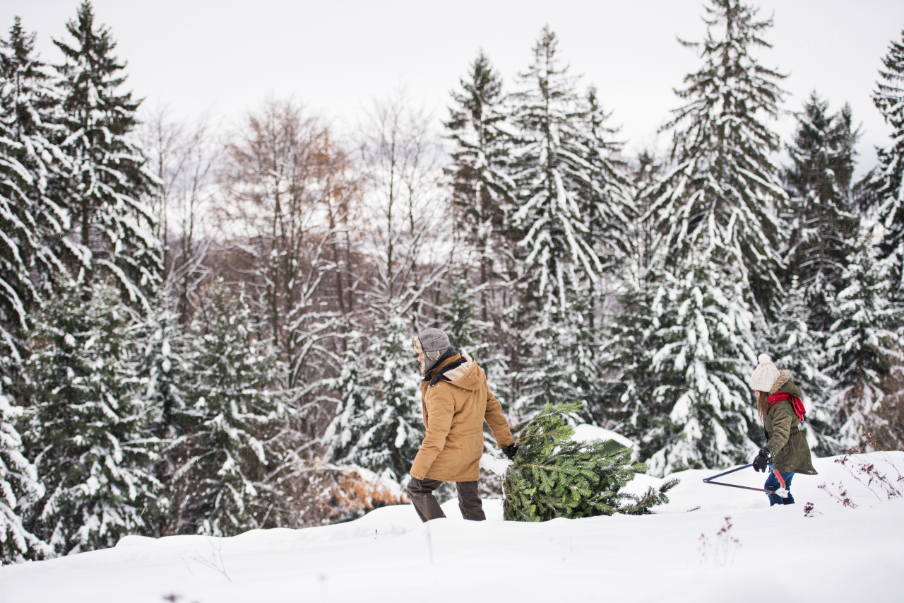 Grandfather and a small girl getting a Christmas tree in forest. Winter day.