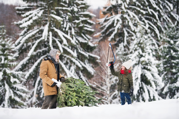 Grandfather and a small girl getting a Christmas tree in forest. Winter day.