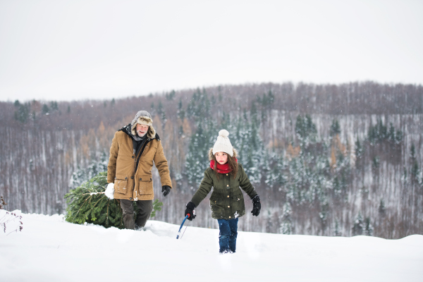 Grandfather and a small girl getting a Christmas tree in forest. Winter day.