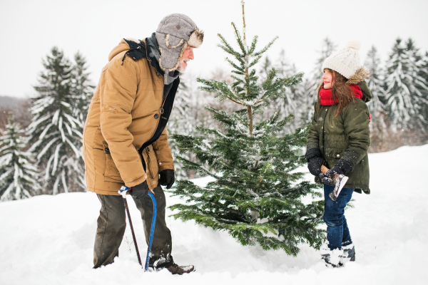 Grandfather and a small girl getting a Christmas tree in forest. Winter day.