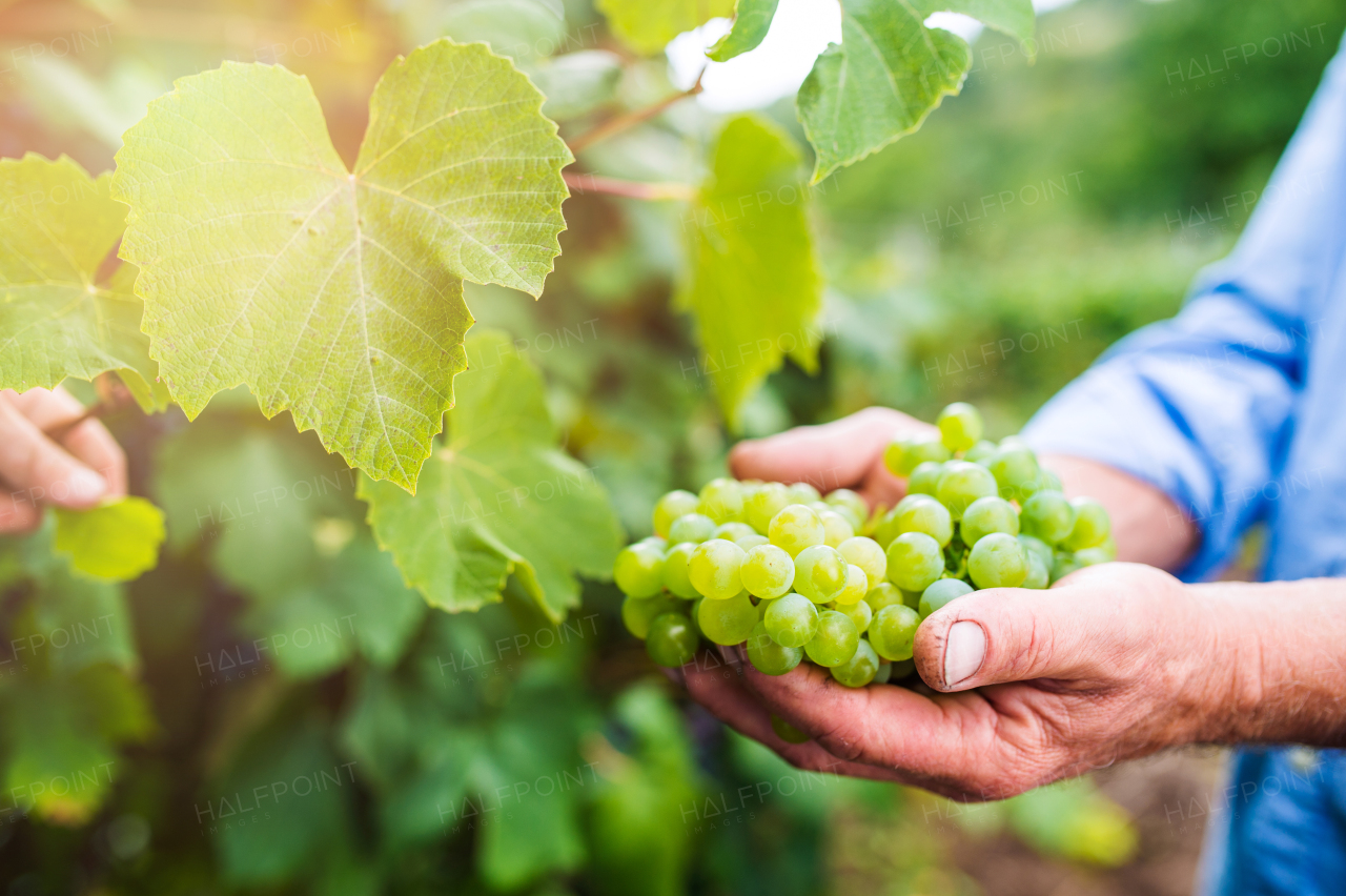 Hands of unrecognizable senior man in blue shirt holding bunch of ripe green grapes in his hands