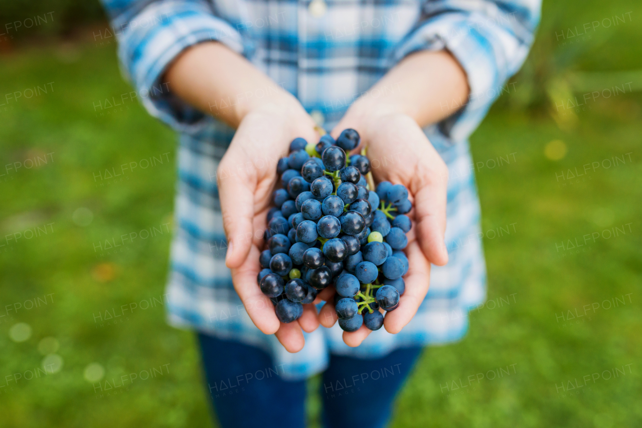 Close up, hands of unrecognizable young woman in checked shirt holding bunch of blue grapes