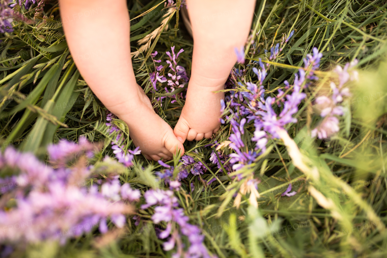 Legs of cute little baby boy against green meadow with purple flowers.