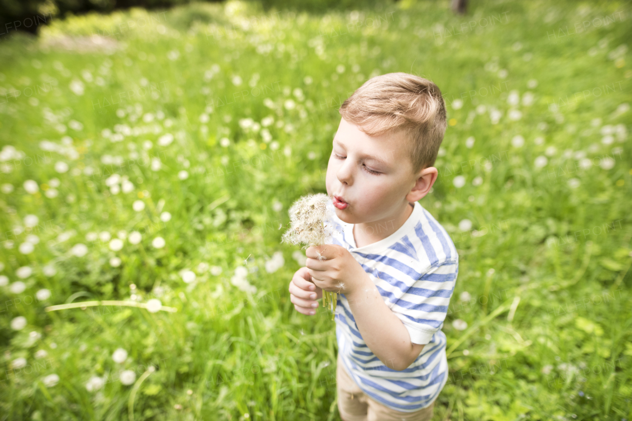 Llittle boy playing on meadow, blow dandelion, sunny spring day.