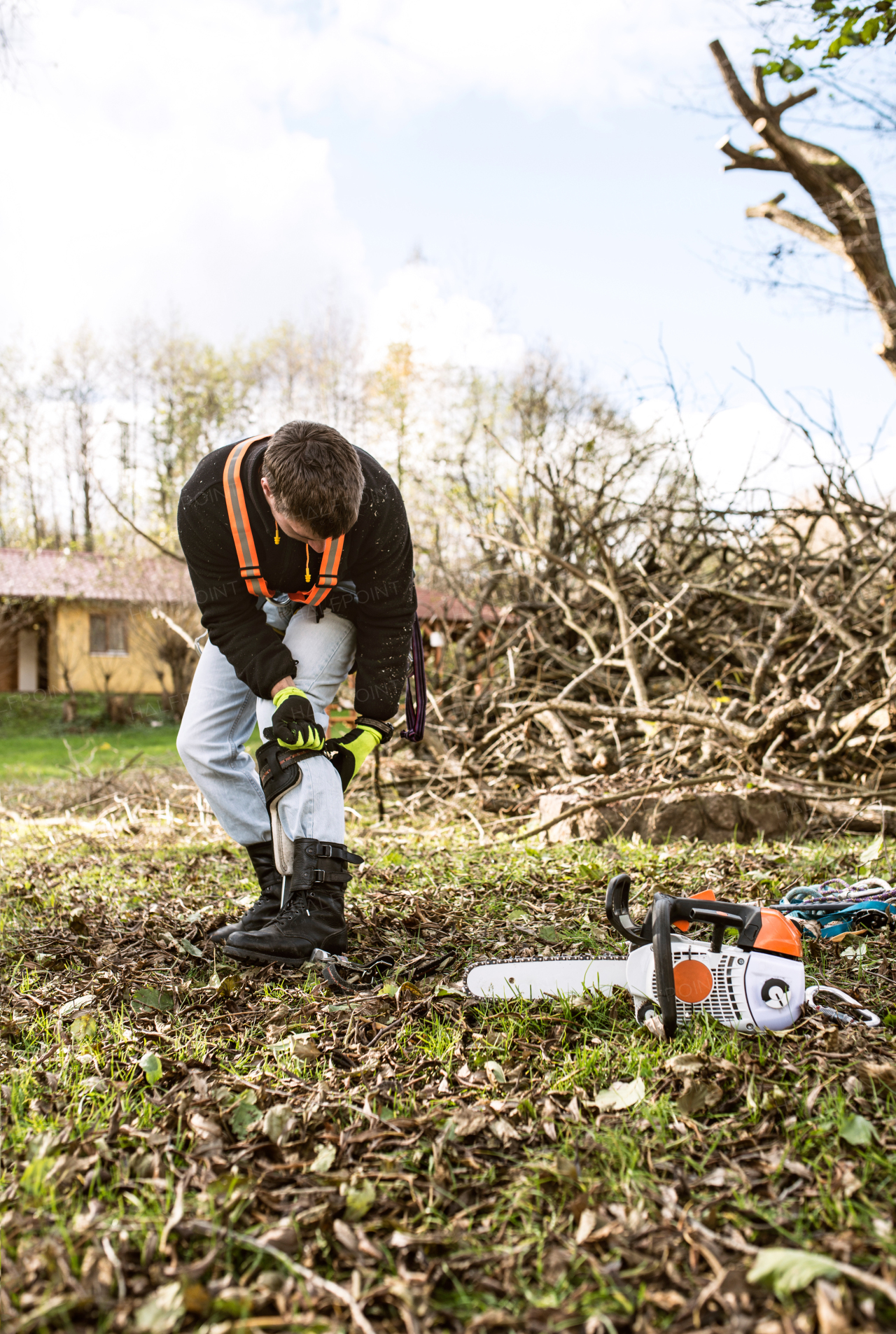 Lumberjack with chainsaw preparing for pruning a tree. A tree surgeon, arborist going to climb a tree, putting on a harness in order to reduce and cut his branches.