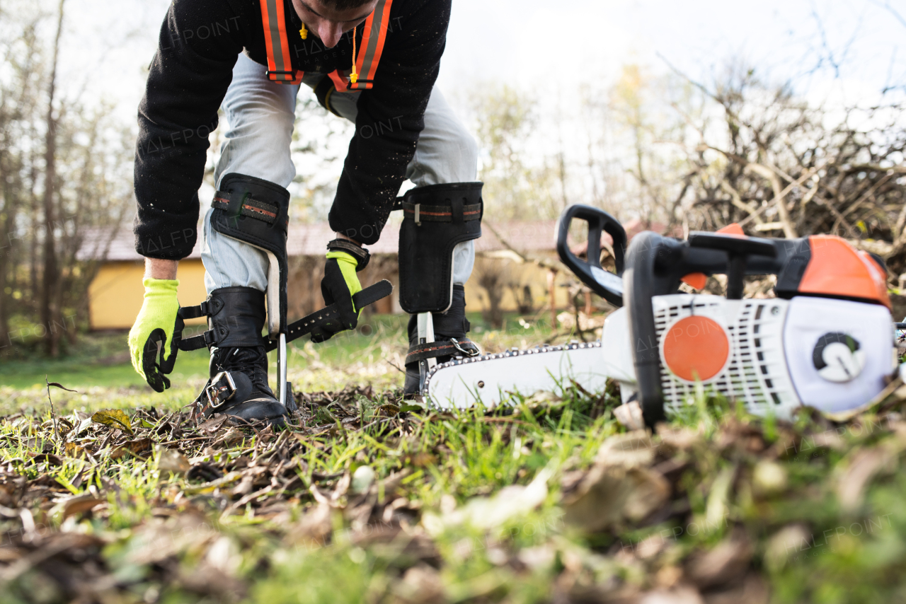 Unrecognizable lumberjack with chainsaw preparing for pruning a tree. A tree surgeon, arborist going to climb a tree, putting on a harness in order to reduce and cut his branches.