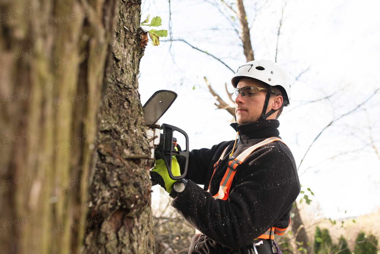 Lumberjack with chainsaw and harness pruning a tree. Arborist cuting tree branches.