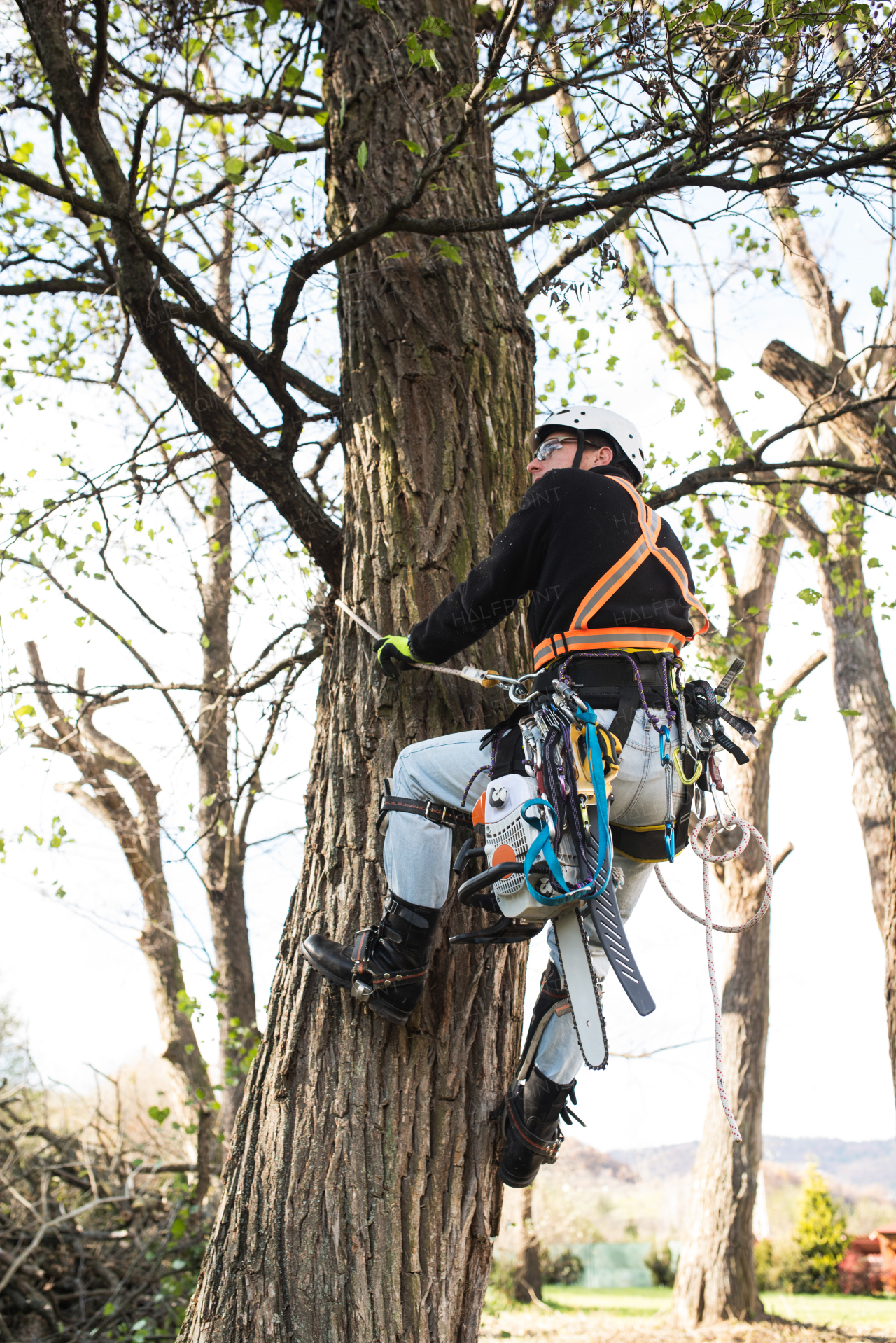 Lumberjack with a saw and harness for pruning a tree. A tree surgeon, arborist climbing a tree in order to reduce and cut his branches.