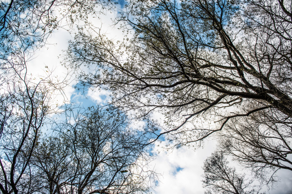 Bare tree branches silhouettes crossing blue sky background. View of leafless treetops from the ground during winter.