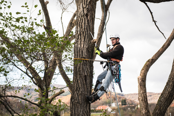 Lumberjack with a saw and harness for pruning a tree. A tree surgeon, arborist climbing a tree in order to reduce and cut his branches.