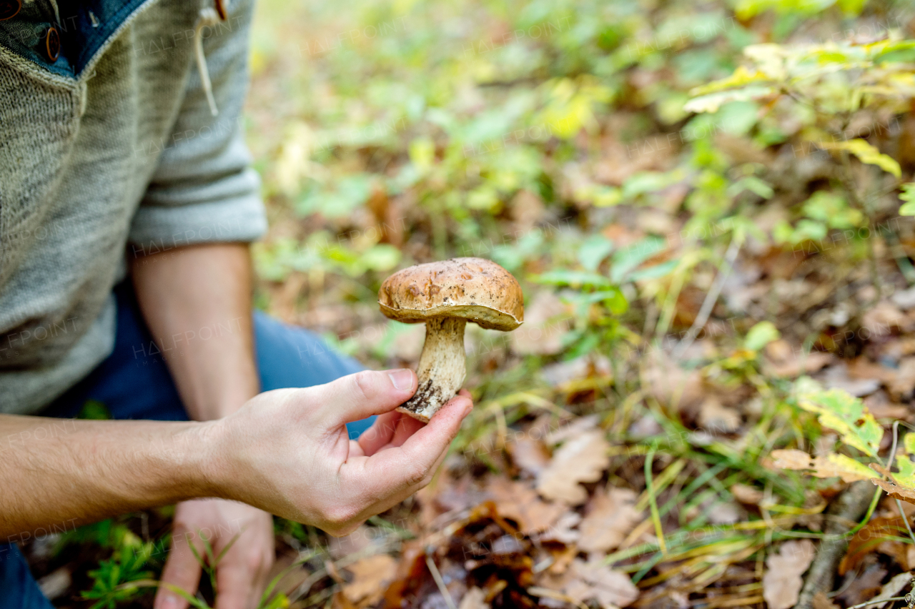 Unrecognizable young man picking mushrooms in autumn forest, holding it in his hand, close up