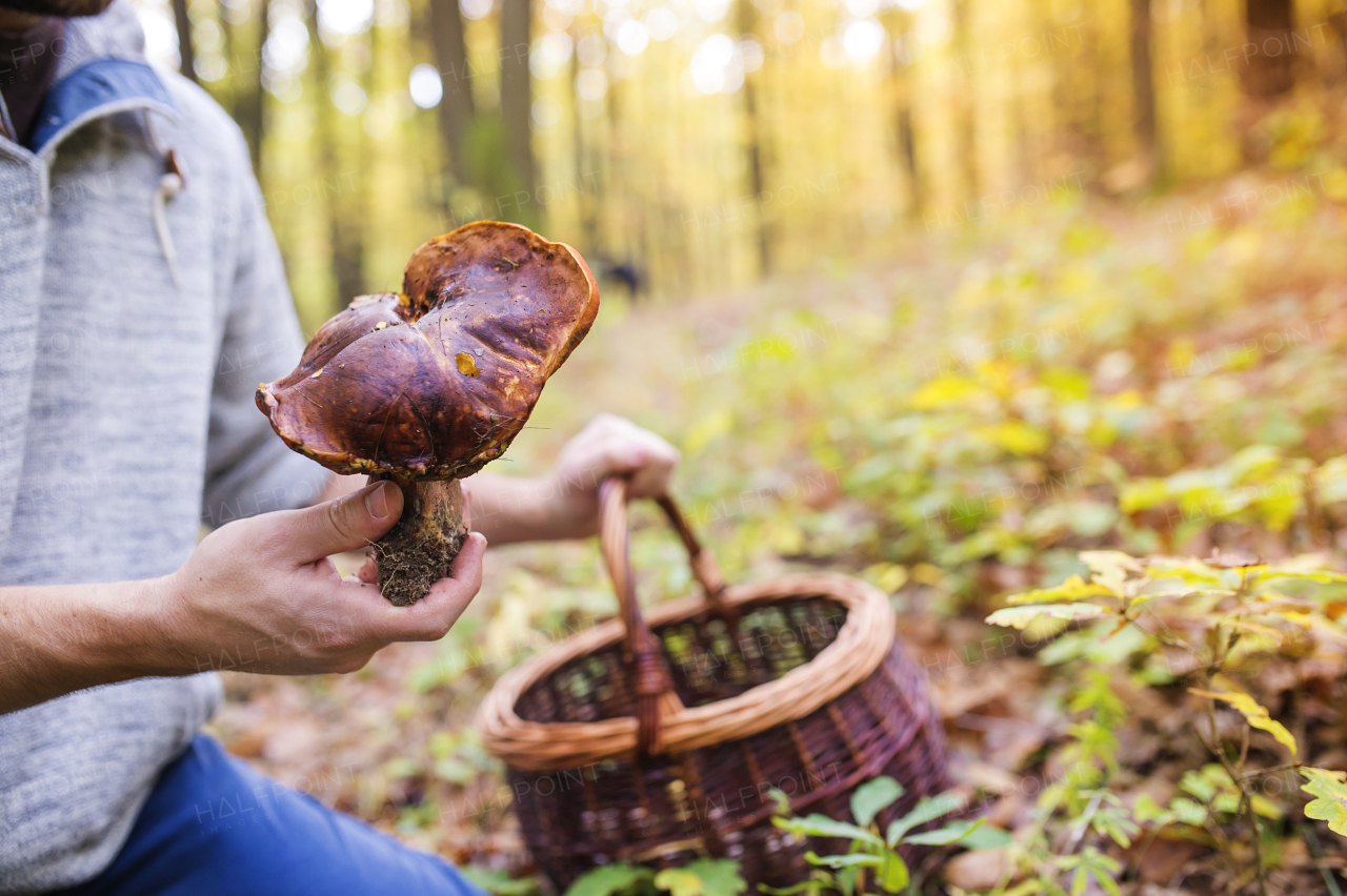 Young man picking mushrooms in autumn forest