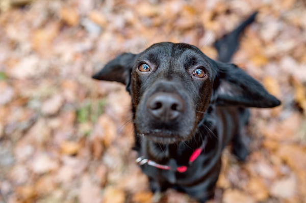 Close up of black dog with red collar outside in sunny autumn forest