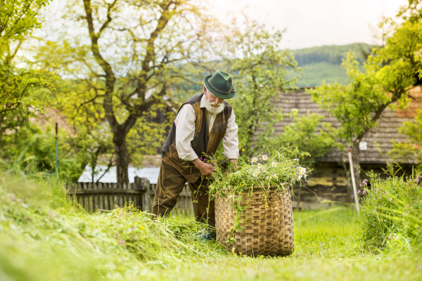 The old peasandt working outdoors around the house, summer time.